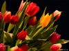 Tulips ,  this means Spring by Fonzy -