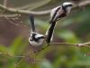 TWIN'S ( Long Tailed Tit's ) by Fonzy -