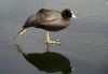 COOT ON iCE (2) by Fonzy -