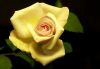 Yellow Rose by Fonzy -