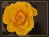 Yellow Rose (3) by Fonzy -