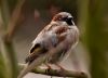 House Sparrow (2) by Fonzy -