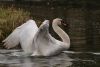 Swan (4) by Fonzy -