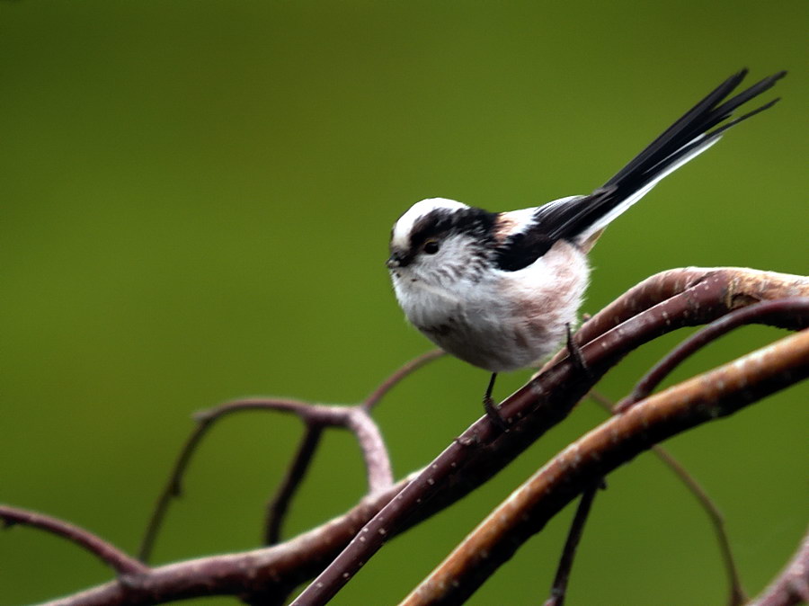 Long Tailed Tit (2)