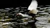 Duck Taking Off by Fonzy -