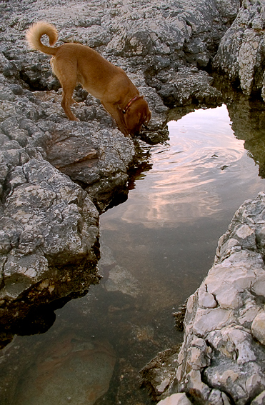 The dog and water