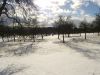 Apple trees in snow