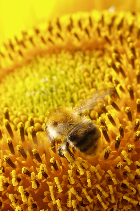 Bee on Sun Flower