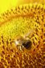 Bee on Sun Flower by Udo Altmann