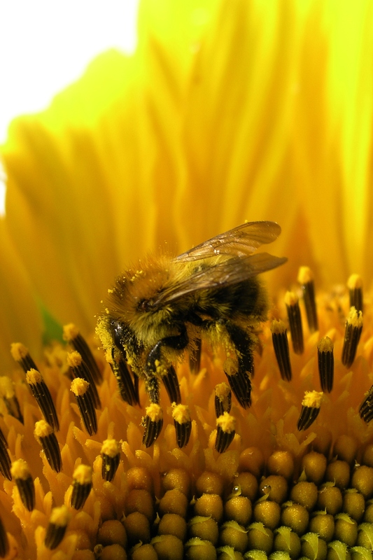 Bee on Sun Flower (2)