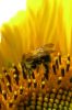 Bee on Sun Flower (2) by Udo Altmann