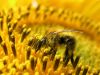 Bee on Sun Flower (3) by Udo Altmann