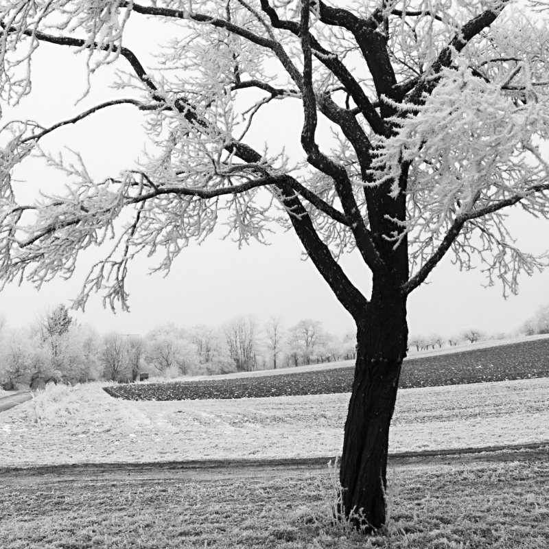Apple Tree in Hoar Frost