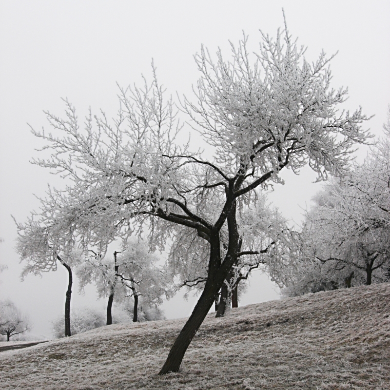 Apple Trees in Hoar Frost