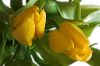 Yellow Tulips by Udo Altmann