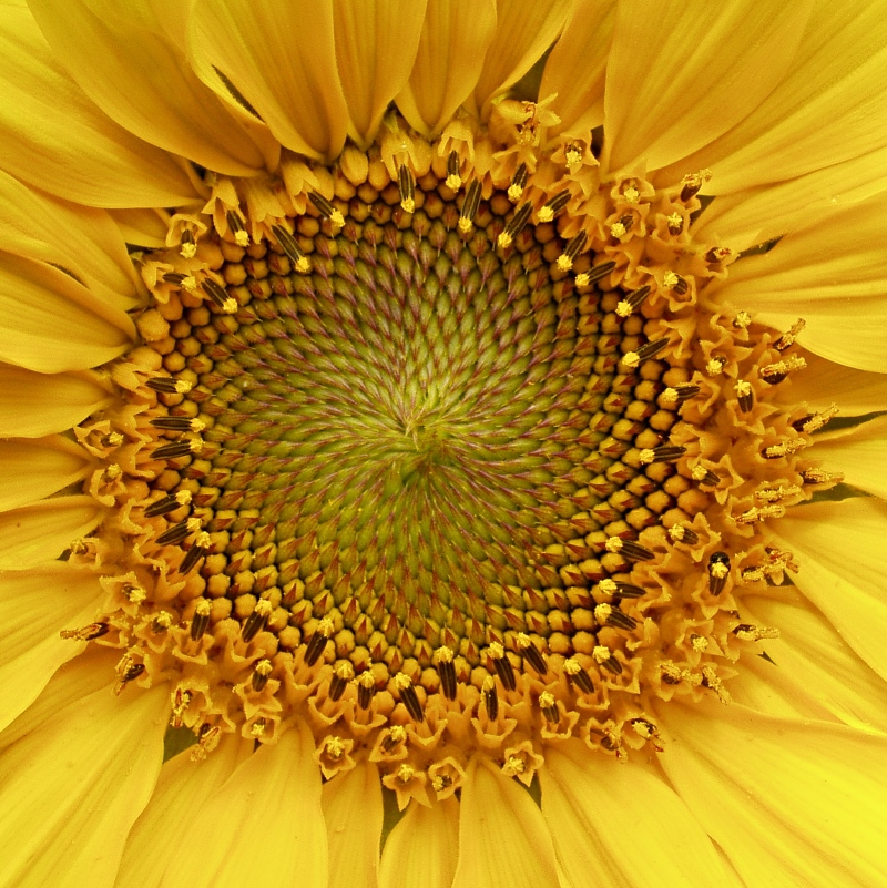 Sun Flower (2)