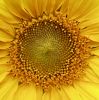 Sun Flower (2) by Udo Altmann