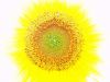 Sun Flower by Udo Altmann