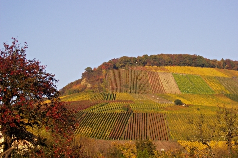 Vineyards in Autumn