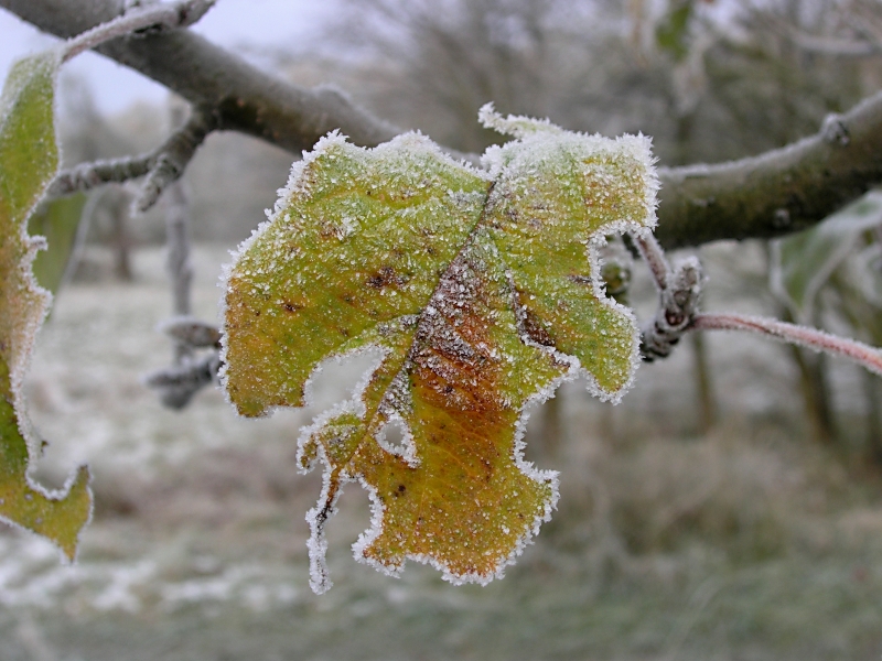 leaf in hoar frost
