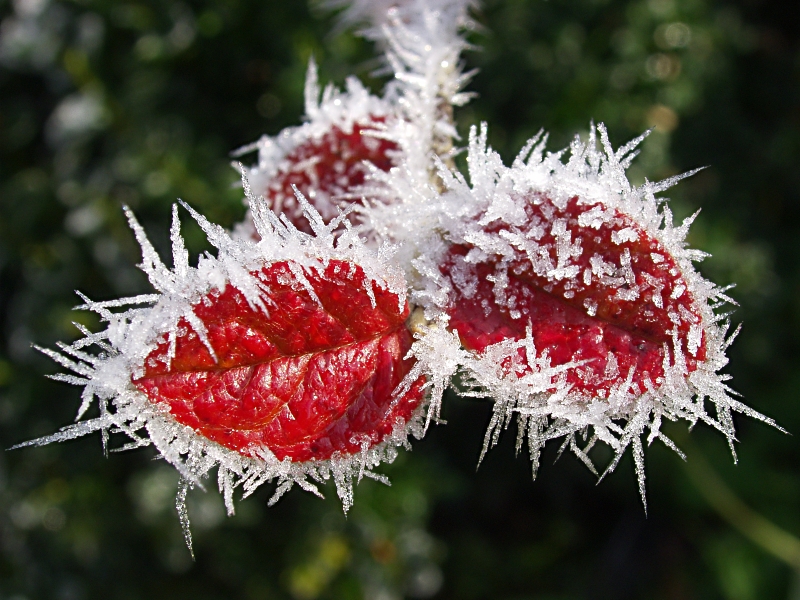 Leaves In Hoar Frost