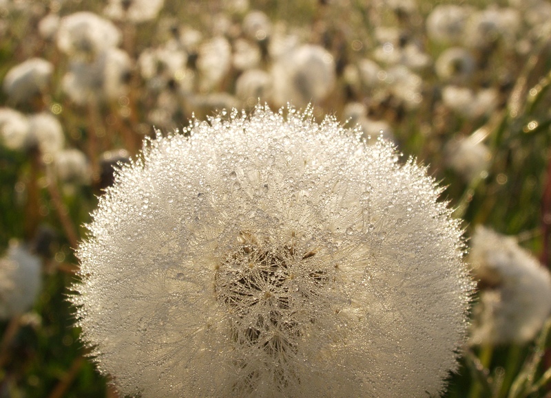 Blowball with dew (2)