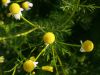 Camomile in the morning light by Udo Altmann