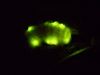 Glowworm by Udo Altmann