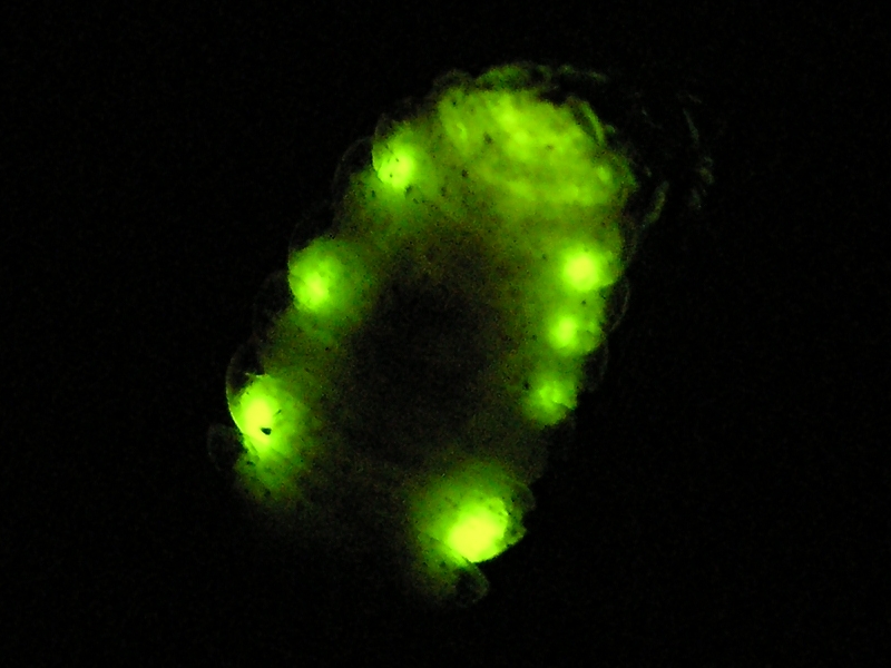Glowworm (2)