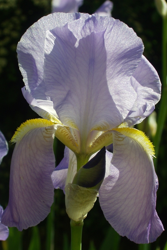 Iris (2)