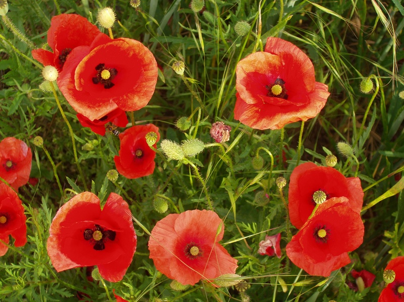 Poppies from above