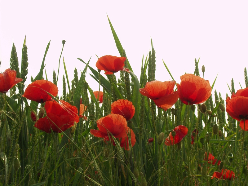 Poppies In Cornfield (Wheat)