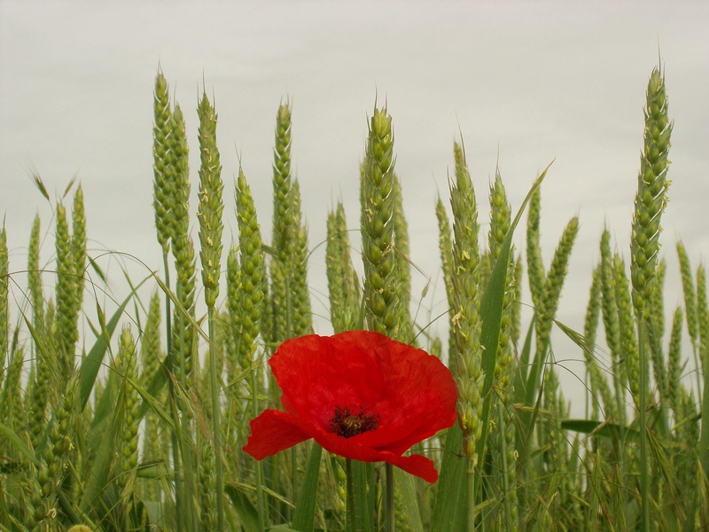 Poppy Before Cornfield (Wheat)