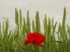 Poppy Before Cornfield (Wheat) by Udo Altmann