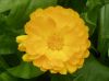 Pot marigold (Calendula) by Udo Altmann