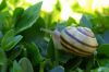 Snail (where do you want to go today) by Udo Altmann