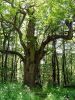 Trunk of an Old Oak Tree by Udo Altmann