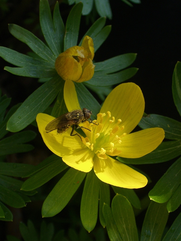winter aconite with fly