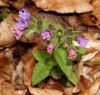 little flower and even smaller beetles