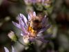 Bee by Chris Galbraith