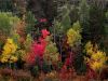 Fall Colors by Chris Galbraith