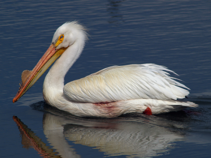 Wounded Pelican