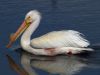 Wounded Pelican by Chris Galbraith