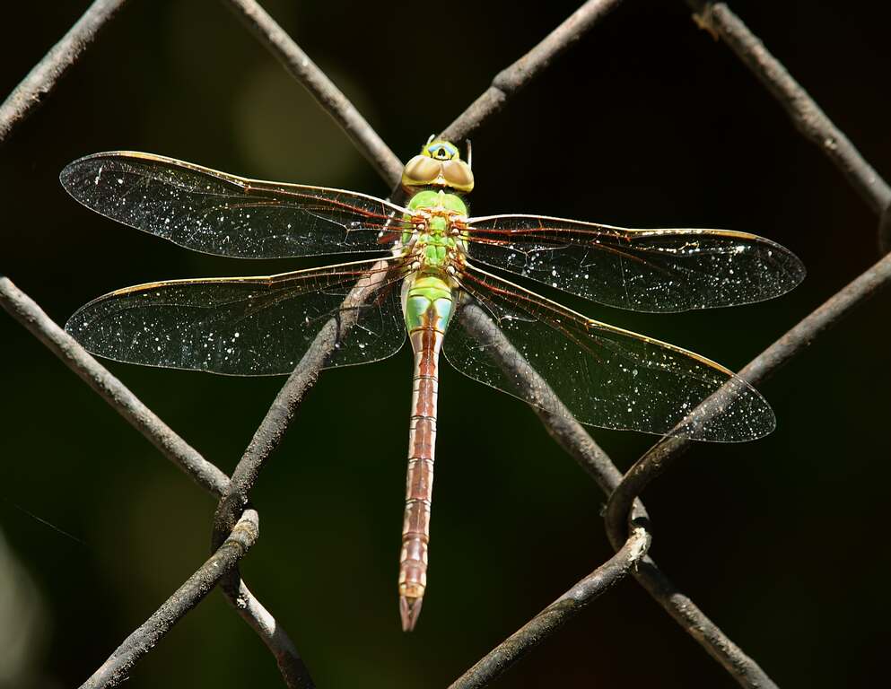 Dragonfly on fence