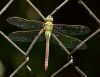 Dragonfly on fence by Chris Galbraith