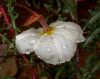 Raindrops on flower by Chris Galbraith