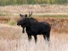 Moose by Chris Galbraith
