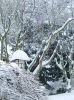 Snowing by Lee W