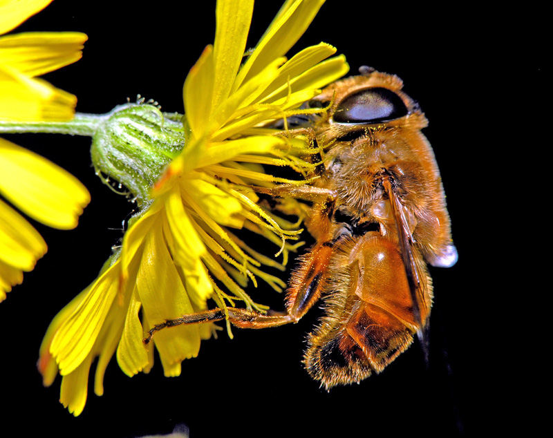 Flower and Bee