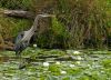 Grey Heron and Water Lilies by Lee W